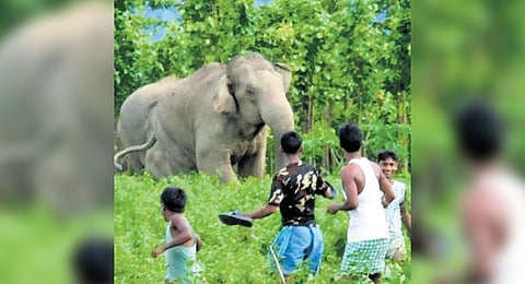 To address human-wildlife conflict, the ministry issued an advisory in February 2021, followed by guidelines to states and Union Territories in June 2022. 