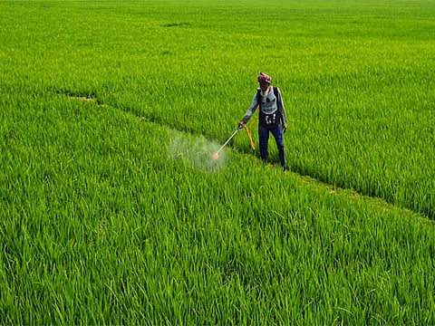Shipments gathered pace from March as restrictions that had been imposed during 2022–23 were fully lifted.