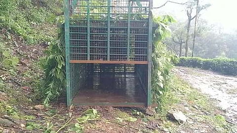 A cage has been placed to trap a leopard that killed a four-year-old girl at Pachamalai near Valparai on Sunday. 