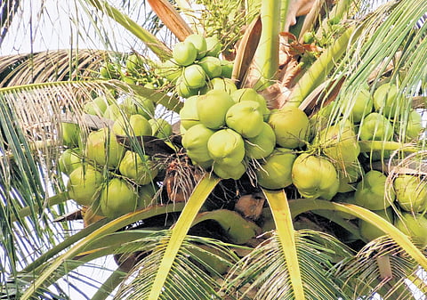 Small and marginal farmers have stopped manuring, harvesting and cleaning the crown of coconut trees in recent years due to low procurement rates and high fertiliser prices.