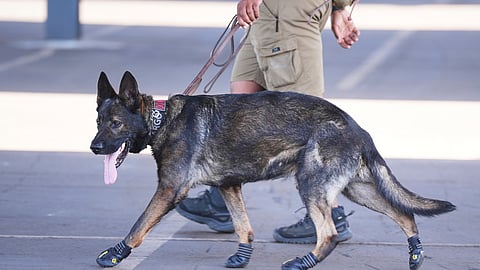A security dog wears protective shoes due to the heat radiating off the asphalt as it patrols the stadium ahead of the Club World Cup Group D soccer match between Esperance Tunisie and Chelsea in Philadelphia, Tuesday, June 24, 2025. 
