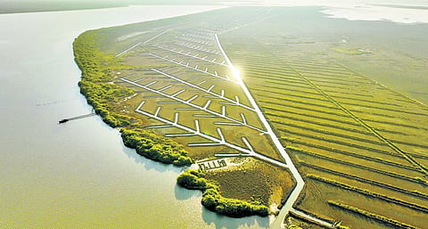 Newly-planted mangroves in the Muthupet wetland.