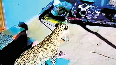 A leopard stalking a chicken outside a farmer’s home  in Valaithottam near Palacode in the early hours of Saturday.