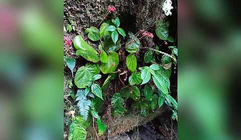 Forest officials in Arunachal Pradesh discovered a new flowering plant “Begonia nyishiorum,” endemic to the state’s East Kameng district. 