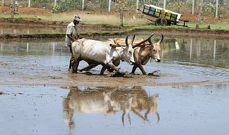 Issuing the guideline, the Water Resources department has pointed out that the state government has been careful in avoiding setting up of industries on irrigated agricultural land. 