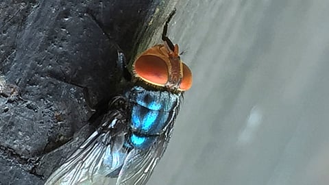 An adult New World screwworm fly sits at rest in this undated photo. 