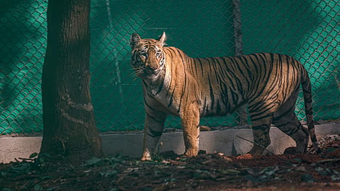 Tigress Zeenat at the Similipal Tiger Reserve