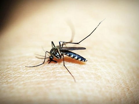 Japanese Encephalitis is a serious viral brain infection transmitted through mosquito bites. 