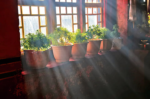 The Sun and your plants: What you need to know 