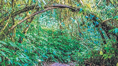  It mandates that no new accommodation will be developed within forest or protected areas in a routine manner.
