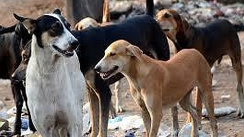 The initiative is a part of a larger goal of the elimination of rabies by 2030 in India. 