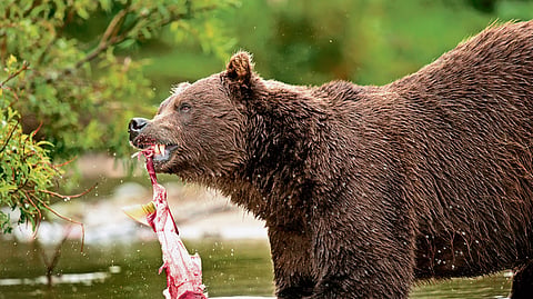 Brown bear, Russia