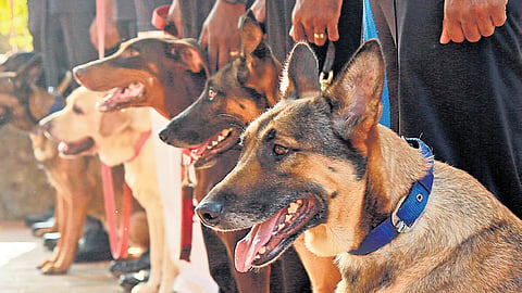  The K9 squad already has 33 narcotic sniffers