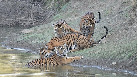 Three tigers in a playful mood at Nagarhole National Park and Tiger Reserve 