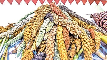The district operates 67 Millet Shakti Tiffin Centres run by women SHGs and selling various millet based snacks and foods. 