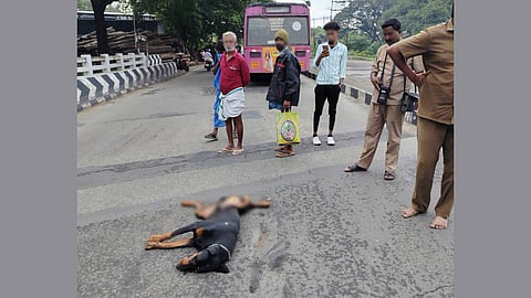 Bairava was chasing the stray dogs when a TNSTC bus passing the Pollachi-Meenkarai road hit him. The dog died on the spot. 