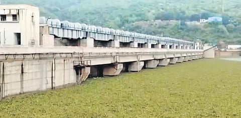 A thick layer of water hyacinth in Srisailam reservoir 