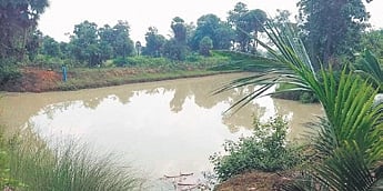 The pond at Nayak’s farmhouse in Angul’s Chhendipada 