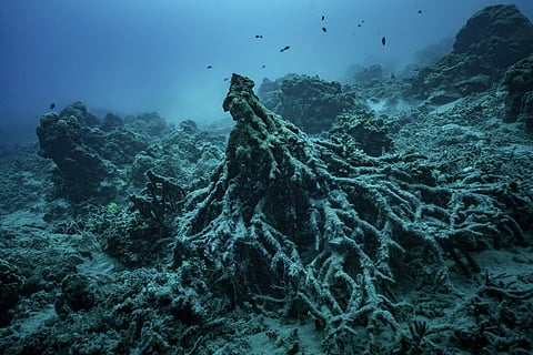 What remains of the "Tree of Life" on Sunday, July 20, 2025, is visible off the coast of Efate Island, Vanuatu, after being toppled by cyclones in 2023 and further damaged by an earthquake in 2024. 