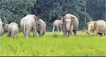 Karnataka is keen on gaining knowledge on use of immuno-contraception to control the elephant population and thereby prevent conflicts. 