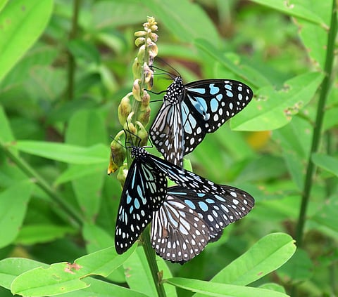 Butterflies also migrate — but now, they are moving towards safer habitats due to increasing urbanisation and climate change. 