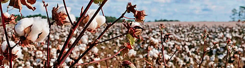 Herbicide tolerant cotton not a panacea, only ecological disaster 