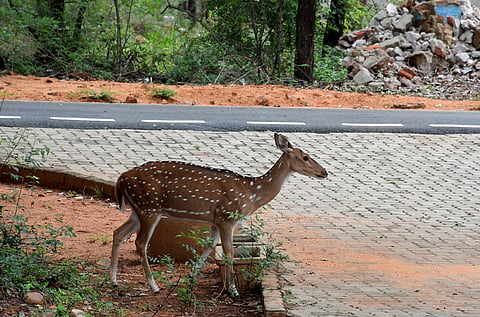 Located at the foothills of the Shevaroy Hills, Kurumbapatti Zoological Park, Salem's only zoo, was established in 1981.