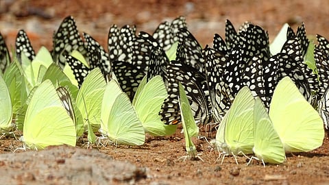 Common Emigrants and Lime Swallowtails mudpuddling 
