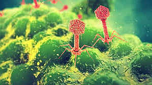 How ancient viruses could help fight antibiotic resistance