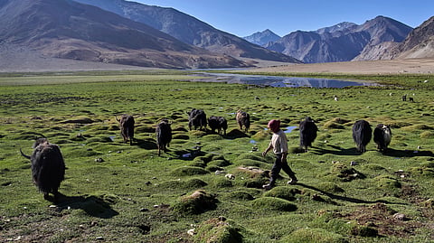 Tsering Dolma tends to a herd of yaks in Korzak village, Ladakh, India, Monday, July 7, 2025.