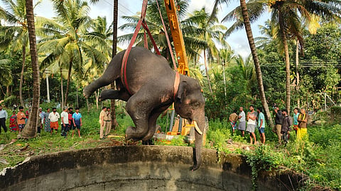 The carcass of the elephant was rescued from the 30-foot well  in Solaipadugai near Chadivayal.