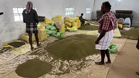 According to officials of the agriculture and farmers’ welfare department, around 12,000 hectares in the district came under black gram cultivation during the rice-fallow season that commenced in January 2025. 