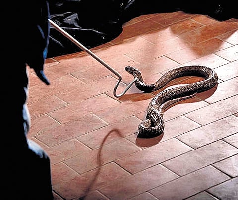 Kerala has historically reported a high number of snakebites and an average 100 deaths in a year.