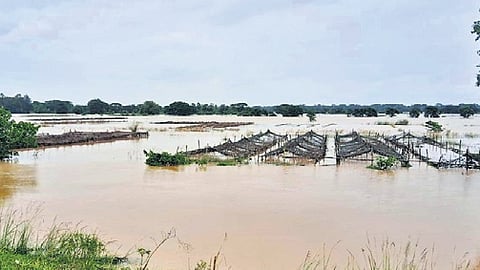 Vegetable crops across the district have suffered similar damage, causing a surge in market prices. 