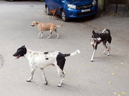 Supreme Court on Monday also directed that dogs be detained in pounds, and the dog shelter would be monitored by CCTV mechanism to ensure that no dogs are taken out.