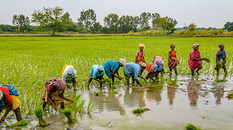 Farm workers transplanting kuruvai nursery at a field near Thanjavur
