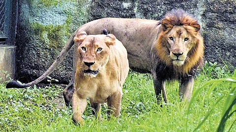 Asiatic lions at the Gir National Park, Gujarat. 