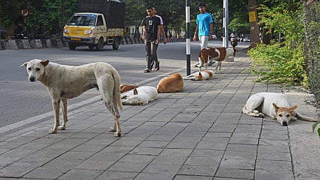 Stray dogs on the footpath.