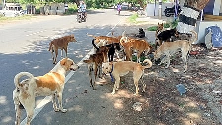Echoing similar views, other members said stray dogs should be sent to animal shelters and encourage animal lovers to adopt them. 