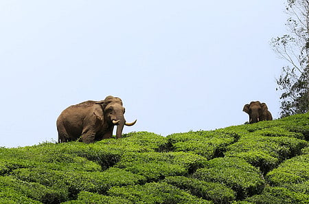 The new legislation is aimed at mitigating human-wildlife conflict. 