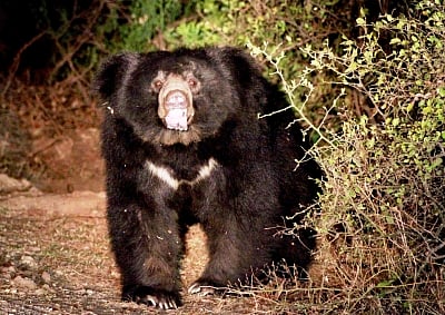 Shantilata suffered fatal injuries to her neck and reportedly bled to death. Chandramohan managed to chase away the bear with a dry wooden branch. 