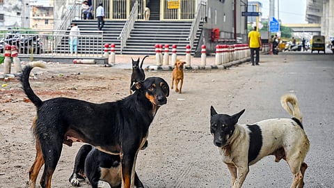 Stray dogs.
