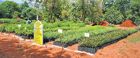 The saplings will be nurtured by the workers until they are over six feet tall, following which they will be planted along roadsides, officials said. 