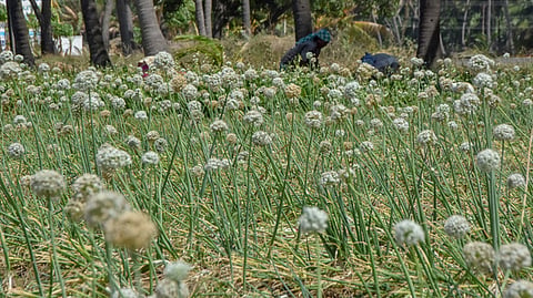 Image of crop used for representational purposes only. 