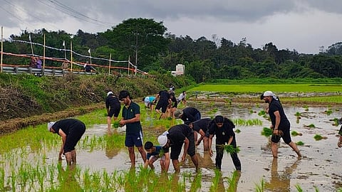 Amidst the chilly weather and rainfall, the youngsters cultivated the land for paddy with great enthusiasm. 