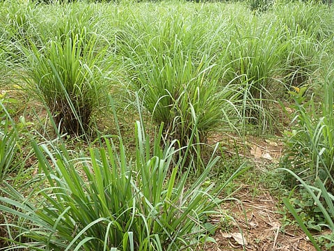 The versatile lawn-ruiner turns garden MVP