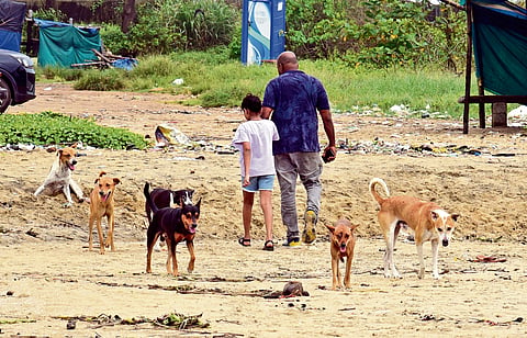 ABC of the stray issue