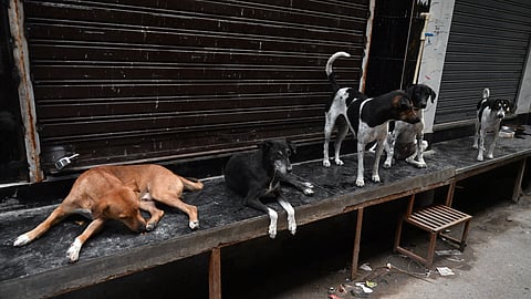 Street dogs.