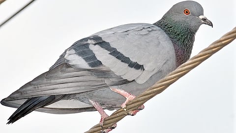 The pigeon was caught a few days ago in the Khatmari area of the RS Pura sector by BSF men on guard at the IB.