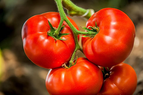 Tomatoes